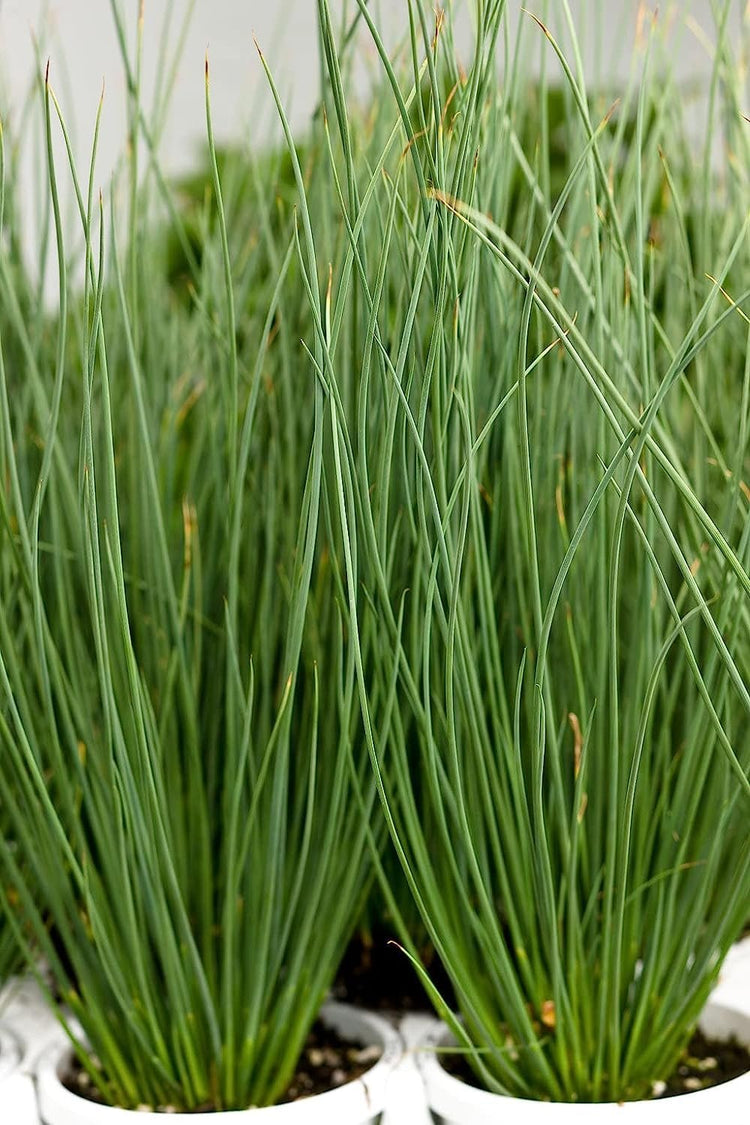 Blue Arrows Rush Grass | Live Gallon Size Plant | Juncus Inflexus | Drought Tolerant Low Maintenance Ornamental