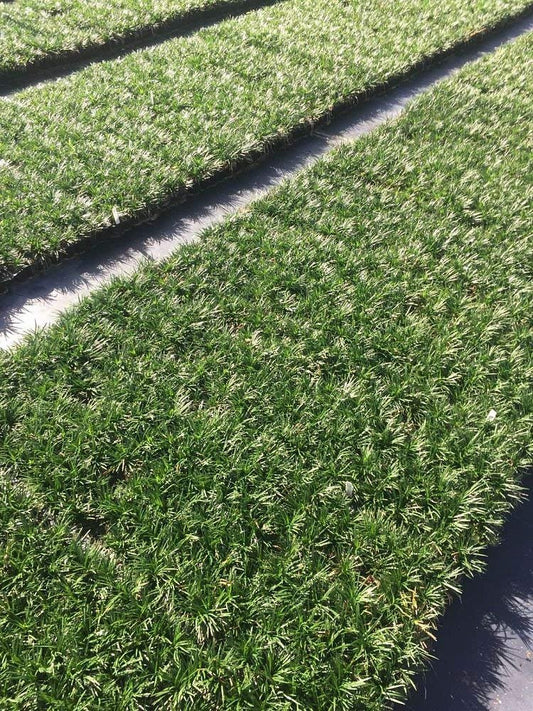 Dwarf Mondo Grass | 10 Live Plants | Shade Loving Evergreen Ground Cover Ophiopogon Japonicus Nanus