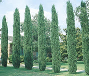 Italian Cypress Tree | Large Gallon Size Trees | Cupressus Sempervirens | Formal Elegant Mediterranean Style Plants