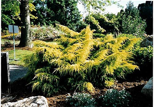 Gold Lace Juniper - Live Plants - Juniperus Chinensis - Evergreen Groundcover