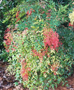 Nandina Domestica | Extra Large 3 Gallon Plants | Heavenly Bamboo | Vibrant Year|Round Color | Low Maintenance