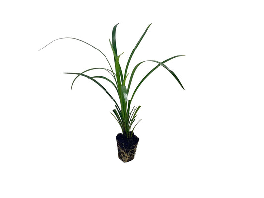 Super Blue Liriope Muscari | 40 Live Plugs | Ground Cover Grass Plants