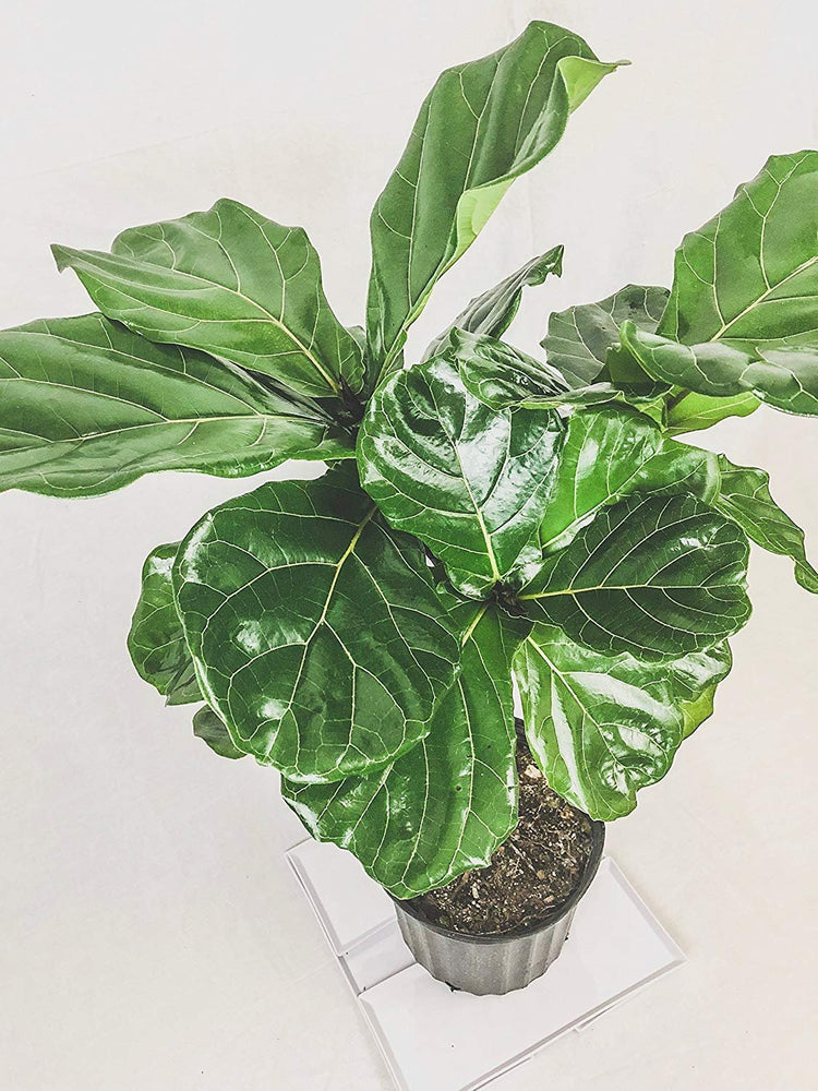 Fiddle Leaf Fig Live Tree | Extra Large 3 Gallon Tree | Ficus Lyrata | Beautiful Florist Quality Indoor Houseplant | Perfect for Home and Office Decor