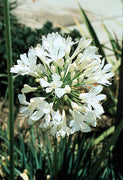 Agapanthus Getty White | Live Plants | Blooming Groundcover Grass