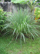 Cymbopogon Nardus Citronella Grass | Live Plants | Perfect for Outdoor Gardens and Patio Decor, Easy|to|Grow Aromatic Plant
