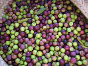Arbequina Olive Tree | Live 4 Inch Pot | Grow Your Own Olives Indoors