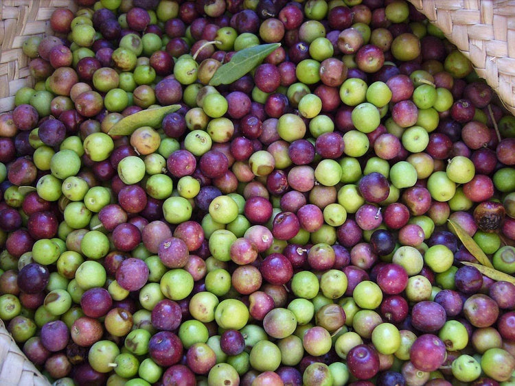Arbequina Olive Tree | Live 4 Inch Pot | Grow Your Own Olives Indoors