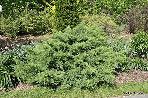 Nicks Compacta Juniper | 30 Live Plants | Drought Tolerant Cold Hardy Evergreen