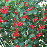 Dwarf Burford Holly | Live Quart Size Plants | Ilex Burfordi Evergreen Hedge Red Berries Shrub Tree