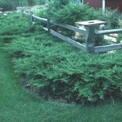 Kallay Juniper | Live Plants | Juniperus Chinensis | Drought Tolerant Cold Hardy Evergreen Ground Cover