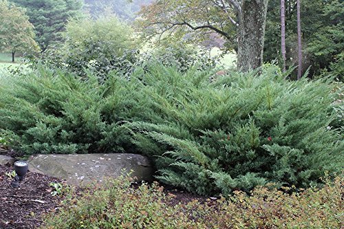 Nicks Compacta Juniper | 30 Live Plants | Drought Tolerant Cold Hardy Evergreen