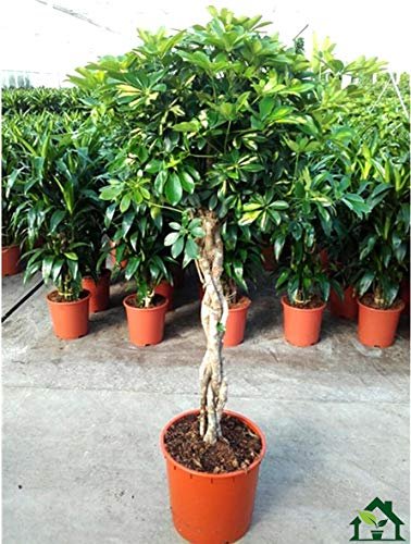 Umbrella Tree | 'Gold Capella' Live Braided Schefflera Arboricola | Florist Quality | Beautiful Indoor Tree | 3 Feet Tall
