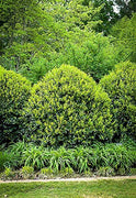 Needlepoint Chinese Holly | Ilex Cornuta | Live Quart Size Plant | Low Maintenance Screening Evergreen Hedge