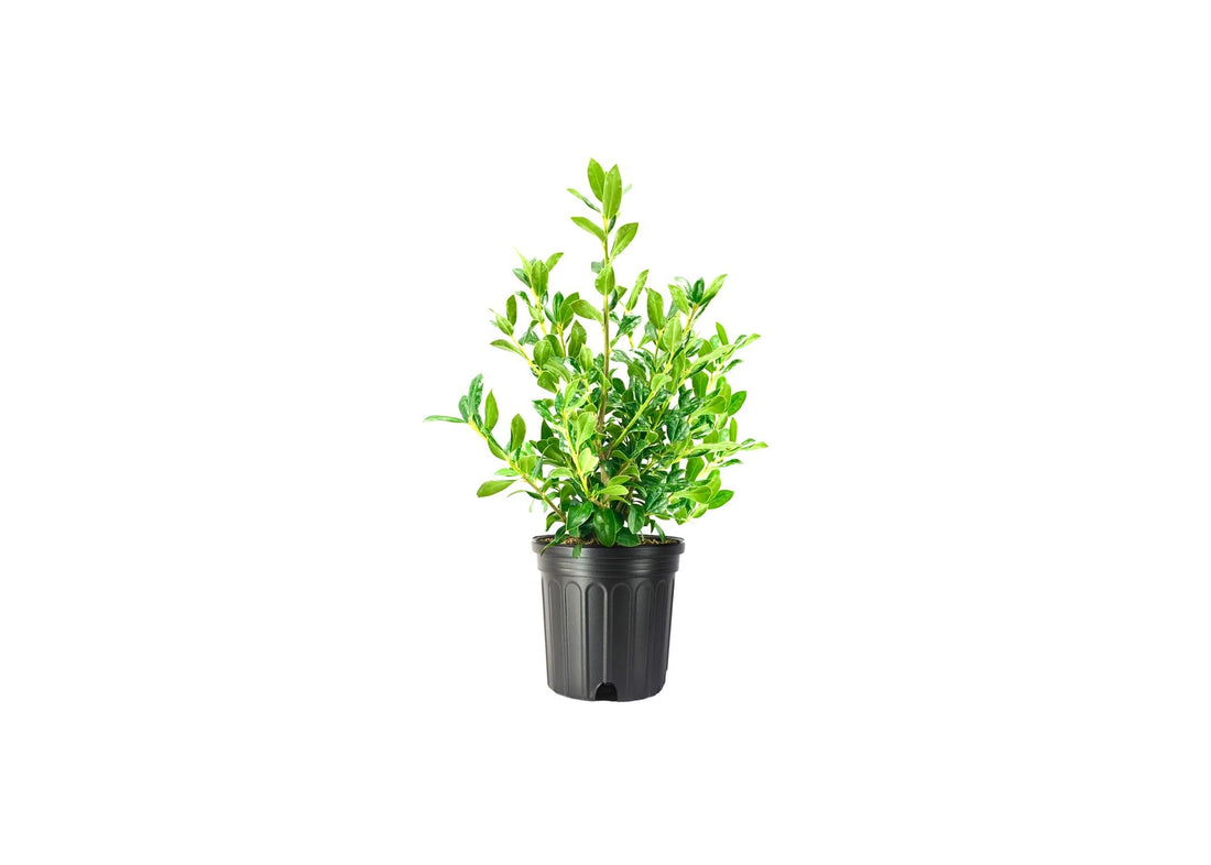 Needlepoint Chinese Holly I Large Gallon Size Plants I Live Evergreen Shrub with Unique Needle|Like Leaves for Hedging, Privacy, and Landscaping