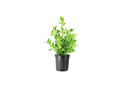 Needlepoint Chinese Holly I Large Gallon Size Plants I Live Evergreen Shrub with Unique Needle|Like Leaves for Hedging, Privacy, and Landscaping
