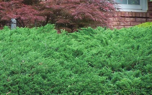 Green Sargent Juniper | Live Gallon Size Plants | Juniperus Chinensis | Drought Tolerant Cold Hardy Evergreen Groundcover