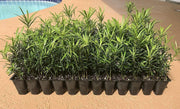 Podocarpus Macrophyllus Japanese Yew | 20 Live Plants | Low Maintenance Evergreen Hedge