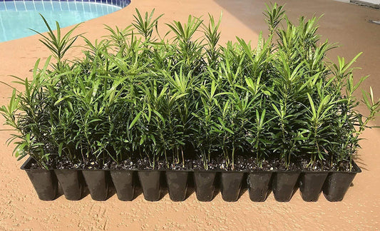 Podocarpus Macrophyllus Japanese Yew | 20 Live Plants | Low Maintenance Evergreen Hedge