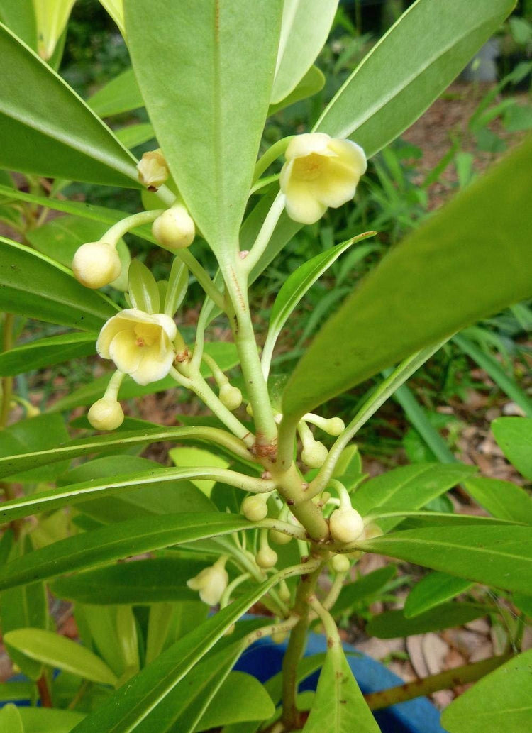 Yellow Anise Plant | Live Plants | Illicium Parviflorum | Fragrant Foliage | Evergreen Shrub | Star Anise Aromatic Ornamental