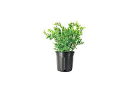 San Jose Juniper | Live Gallon Size Plants | Juniperus Chinensis | Bonsai Drought Tolerant Cold Hardy Evergreen Groundcover