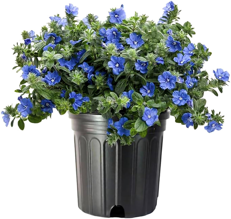 Blue Daze | Large Gallon Size Plants | Evolvulus Glomerata | Low Maintenance Drought Tolerant Blooming Groundcover