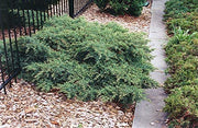Juniper Nicks Compacta | Live Plants | Juniperus Chinensis | Drought Tolerant Cold Hardy Evergreen Ground Cover