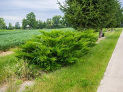 Seagreen Juniper | Extra Large 3 Gallon Plants | Elegant & Hardy Evergreen Shrub, Perfect for Ground Cover, Landscaping, Topiary & Bonsai, Vibrant Foliage for Garden & Outdoor Spaces