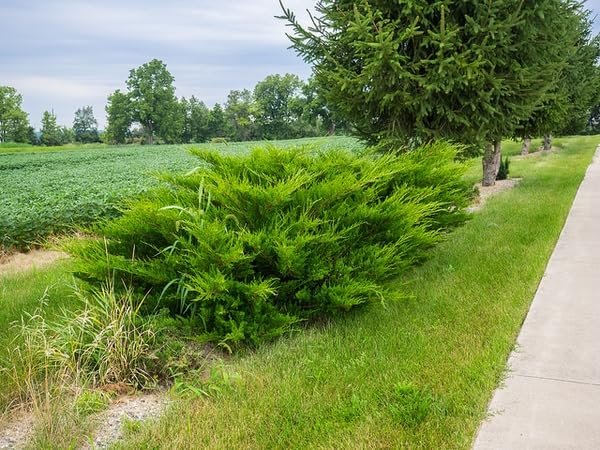 Seagreen Juniper | Extra Large 3 Gallon Plants | Elegant & Hardy Evergreen Shrub, Perfect for Ground Cover, Landscaping, Topiary & Bonsai, Vibrant Foliage for Garden & Outdoor Spaces