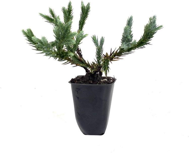 Blue Star Juniper | Live Plants | Juniperus Squamata | Low Maintenance Evergreen Groundcover