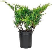 Juniper Monna Sierra Spreader | Live 4 Inch Pots | Juniperus Chinensis | Drought Tolerant Cold Hardy Evergreen Groundcover Plants
