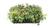 Firepower Heavenly Bamboo | 20 Live Plants | Nandina Domestica