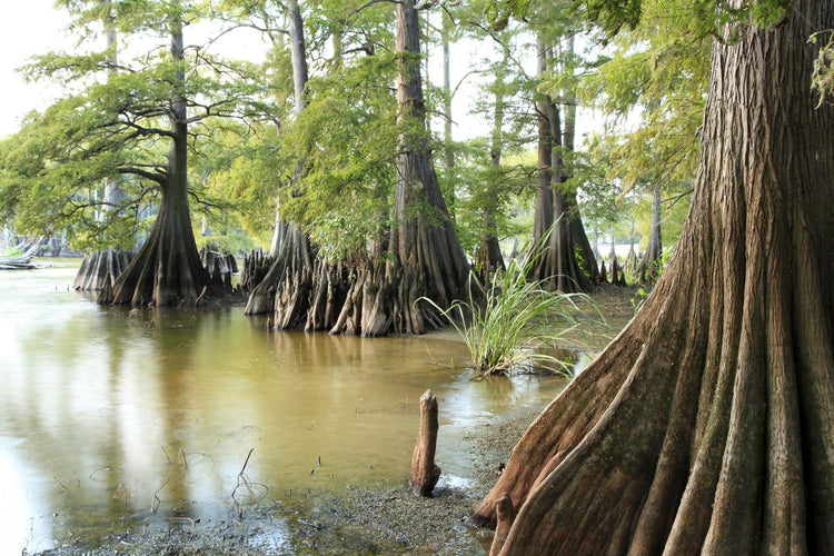 Bald Cypress | Live Trees | Taxodium Distichum | Fast Growing Shade Tree Wet Tolerant