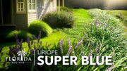 Super Blue Liriope | Live Plants | Liriope Muscari | Ideal for Borders and Ground Cover | Hardy and Low|Maintenance