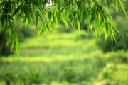 Graceful Bamboo Plant | Live Plants | Bambusa Textilis Gracilis | Privacy Screen Bamboo | Fast|Growing Ornamental Garden Plants