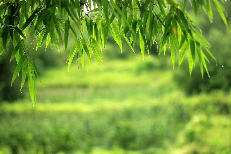 Graceful Bamboo Plant | Live Plants | Bambusa Textilis Gracilis | Privacy Screen Bamboo | Fast|Growing Ornamental Garden Plants