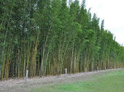 Oldhamii Bamboo | Live Plant | Bambusa Oldhamii | Privacy Screen Bamboo | Fast|Growing Garden Foliage | Tall Decorative Landscape Specimen