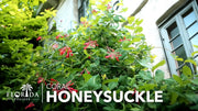 Coral Honeysuckle | Live Plants | Lonicera sempervirens | Flowering Vining Plants for Arbors | Native Climbing Plant for Fences and Trellises
