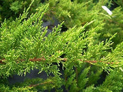 Sea Green Juniper | Live Gallon Size Plants | Juniperus Chinensis | Drought Tolerant Cold Hardy Evergreen Border Screening Shrub