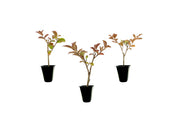 Crape Myrtle Sioux | Live Plants | Vibrant Hot Pink Blooms, Live Plant, Show|Stopping Ornamental Shrub for Stunning Garden Displays