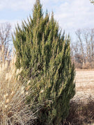 Spiny Greek Juniper | Live 4 Inch Pots | Juniperus Chinensis | Drought Tolerant Cold Hardy Evergreen Screening Plants