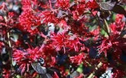 Loropetalum Red Chocolate I Live Plants I Chinese Fringe Flower I Deep Burgundy Foliage with Pink Flower Accents | Low|Maintenance, Drought|Resistant Shrub