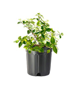 Variegated Jasmine Minima I Large Gallon Size Plant I Trachelospermum Asiaticum | Live Unique Two|Tone Foliage for Eye|Catching Landscapes, Low|Growing Ground Cover