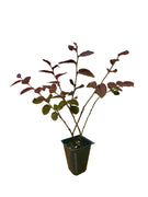 Loropetalum Plum Delight | Live Plants | Loropetalum chinense VAR. rubrum | Evergreen Shrub for Landscaping | Purple Foliage Accent Plants for Gardens