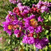 Crape Myrtle Twilight | Extra Large 3 Gallon Plant | Lagerstroemia Indica 'Twilight' | Vibrant Blooms | Drought Tolerant