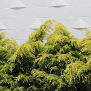Saybrook Gold Juniper | Live Plants | Juniperus Chinensis | Hardy Evergreen Ground Cover