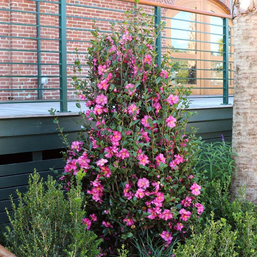 Camellia Sasanqua Shi|Shi I Extra Large 3 Gallon Plants | Pink Flowering Live Plant for Outdoor & Indoor Gardens, Compact Elegant Flowering Shrub for Vibrant Landscaping