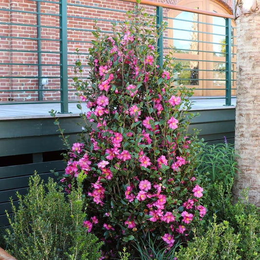 Camellia Sasanqua Shi|Shi I Extra Large 3 Gallon Plants | Pink Flowering Live Plant for Outdoor & Indoor Gardens, Compact Elegant Flowering Shrub for Vibrant Landscaping