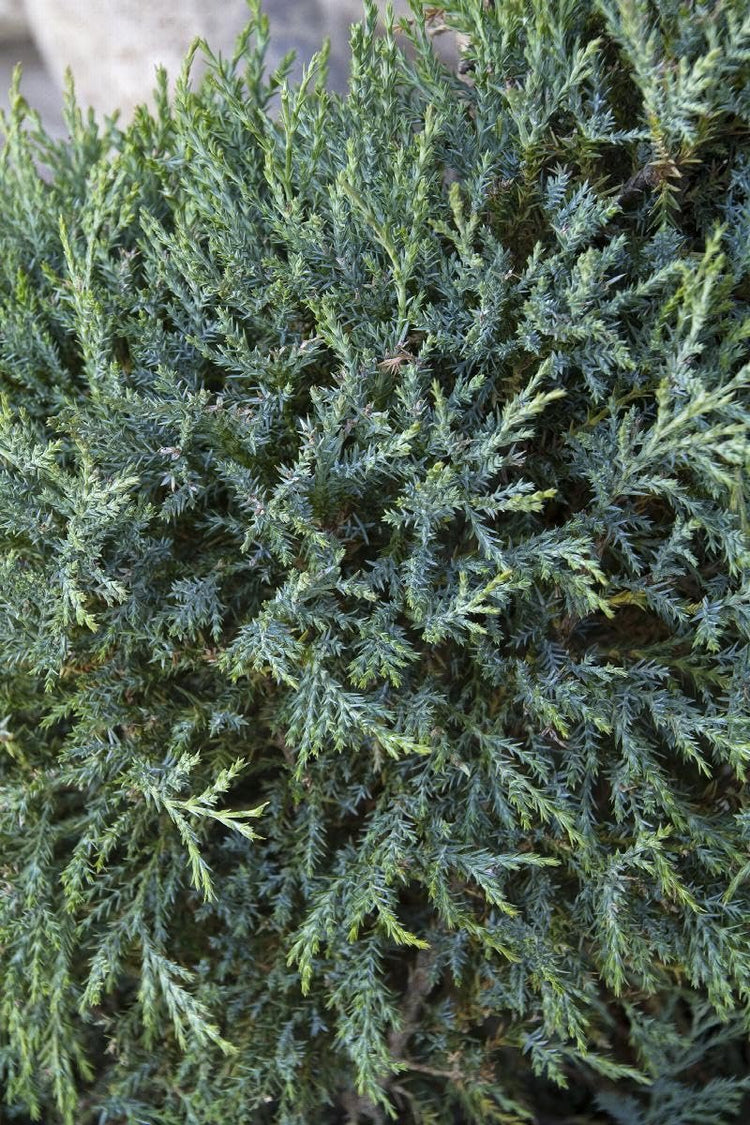 Medora Juniper | Extra Large Gallon Plants | Columnar Evergreen Shrub for Privacy, Landscaping, and Ornamental Gardens - Drought-Resistant & Easy-to-Grow