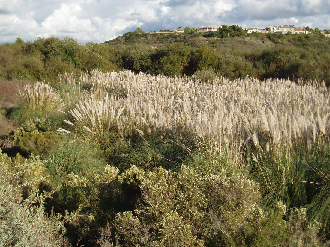 Pampas Grass Qty 30 Live Plants Cortaderia Selloana