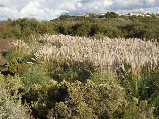 Pampas Grass Qty 30 Live Plants Cortaderia Selloana